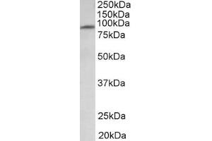 ABIN987283 (1µg/ml) staining of Human Heart lysate (35µg protein in RIPA buffer). (MFSD6 antibody  (Internal Region))