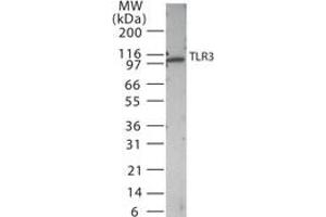 Image no. 1 for anti-Toll-Like Receptor 3 (TLR3) (AA 135-150) antibody (ABIN208623) (TLR3 antibody  (AA 135-150))