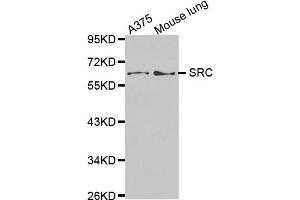 Western blot analysis of extracts of various cell lines, using SRC antibody (ABIN5970131). (Src antibody)
