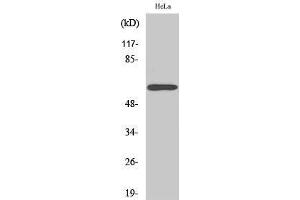 Western Blotting (WB) image for anti-Rabaptin, RAB GTPase Binding Effector Protein 2 (RABEP2) (Internal Region) antibody (ABIN3186641) (RABEP2 antibody  (Internal Region))