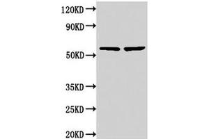 Western Blot Positive WB detected in: 293 whole cell lysate, 293T whole cell lysate All lanes: NOP58 antibody at 3. (NOP58 antibody  (AA 1-529))