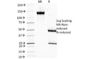 SDS-PAGE Analysis of Purified, BSA-Free HSP27 Antibody (clone G3. (HSP27 antibody)