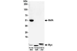 Western Blotting (WB) image for anti-Transcription Factor MafA (MAFA) (AA 125-175) antibody (ABIN7449538) (Recombinant MAFA antibody  (AA 125-175))