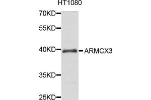 Western blot analysis of extract of HT1080 cells, using ARMCX3 antibody.