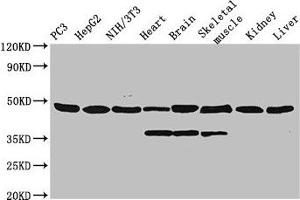 Western Blot Positive WB detected in: PC-3 whole cell lysate, HepG2 whole cell lysate, NIH/3T3 whole cell lysate, Rat heart tissue, Rat brain tissue, Rat skeletal muscle tissue, Mouse kidney tissue, Mouse liver tissue All lanes: Eno1 antibody, HRP conjugated at 0. (ENO1 antibody  (AA 2-433) (HRP))