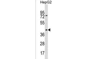 RBMXL1 Antibody (Center) (ABIN1538153 and ABIN2850416) western blot analysis in HepG2 cell line lysates (35 μg/lane). (RBMXL1 antibody  (AA 237-263))