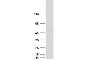 Western Blotting (WB) image for DNA (Cytosine-5-)-Methyltransferase 3 Like (TRDMT1) (Transcript Variant 2) protein (Myc-DYKDDDDK Tag) (ABIN2719619)