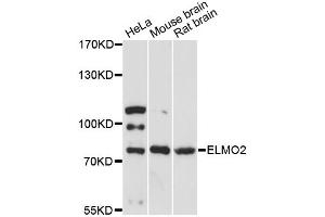 Western blot analysis of extracts of various cell lines, using ELMO2 antibody. (ELMO2 antibody)