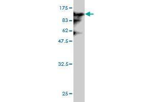 Fc-H5 Recombinant protein( 1&microg/mL) (75 KDa) . (Hemagglutinin antibody  (AA 17-531))