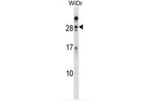 AZU1 Antibody (Center) western blot analysis in WiDr cell line lysates (35ug/lane). (Azurocidin antibody  (Middle Region))