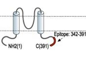 Potassium Inwardly-Rectifying Channel, Subfamily J, Member 1 (KCNJ1) peptide