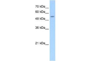 SLC26A8 antibody used at 5 ug/ml to detect target protein.