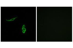 Immunofluorescence (IF) image for anti-Sodium Channel, Nonvoltage-Gated 1, delta (SCNN1D) (Internal Region) antibody (ABIN1850737) (SCNN1D antibody  (Internal Region))