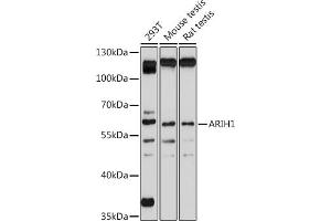 Western blot analysis of extracts of various cell lines, using  antibody (ABIN7265672) at 1:1000 dilution. (ARIH1 antibody  (C-Term))