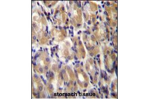 Immunohistochemistry (Paraffin-embedded Sections) (IHC (p)) image for anti-Torsin Family 1, Member B (Torsin B) (TOR1B) (AA 215-243), (C-Term) antibody (ABIN656958)