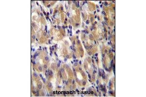 TOR1B Antibody (C-term) (ABIN656958 and ABIN2846143) immunohistochemistry analysis in formalin fixed and paraffin embedded human stomach tissue followed by peroxidase conjugation of the secondary antibody and DAB staining. (TOR1B antibody  (C-Term))
