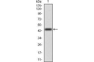 Western blot analysis using MGMT mAb against human MGMT (AA: 32-210) recombinant protein.