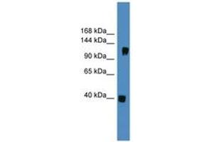 Image no. 1 for anti-Contactin 1 (CNTN1) (AA 81-130) antibody (ABIN6745309) (Contactin 1 antibody  (AA 81-130))