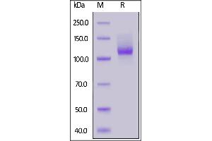 Human Neuropilin-1, Mouse IgG2a Fc Tag on  under reducing (R) condition. (Neuropilin 1 Protein (NRP1) (AA 22-644) (mFc Tag))