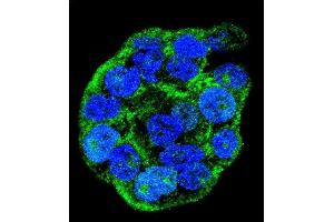 Confocal immunofluorescent analysis of WTIP Antibody (C-term) (ABIN655782 and ABIN2845217) with WiDr cell followed by Alexa Fluor 488-conjugated goat anti-rabbit lgG (green). (WTIP antibody  (AA 243-271))