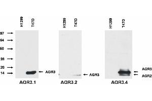Western blotting analysis of AGR3 protein by AGR3. (AGR2+AGR3 antibody)