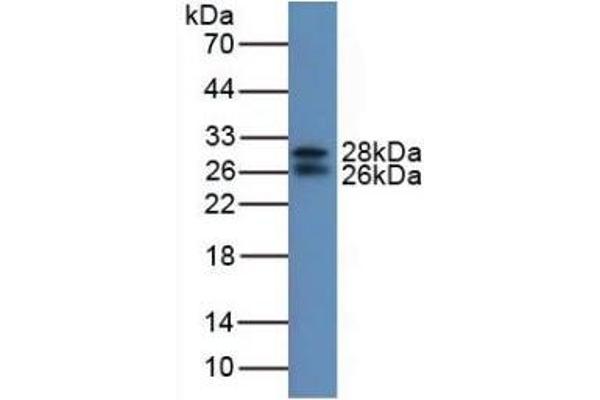 IGFBP7 antibody  (AA 88-281)