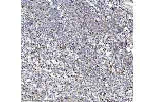 IHC analysis of MCM7 using anti-MCM7 antibody (ABIN7601968).