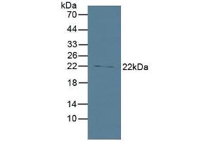 Figure. (BID antibody  (AA 1-195))