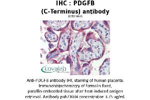 Image no. 2 for anti-Platelet Derived Growth Factor Subunit B (PDGFB) (C-Term) antibody (ABIN1737934)