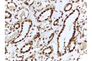ABIN5539460 (2µg/ml) staining of paraffin embedded Human Kidney. (Interleukin enhancer-binding factor 3 (ILF3) (Internal Region) antibody)