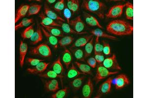 c-Fos staining in HeLa cells treated with 20% FBS for 2 hours following serum– starvation for 36 hours (green) using ABIN1842235, c-Fos localizes in nucleus in the stimulated HeLa cells. (c-FOS antibody)