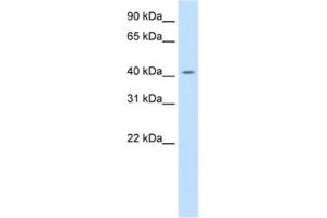 Western Blotting (WB) image for anti-Jun D Proto-Oncogene (JUND) antibody (ABIN2461753) (JunD antibody)