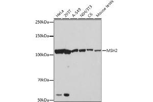 Western blot analysis of extracts of various cell lines, using MSH2 Rabbit mAb (ABIN7268547) at 1:1000 dilution.