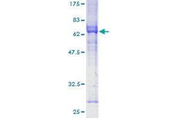 RNF126 Protein (AA 1-326) (GST tag)
