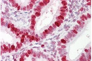 Anti-PCNA / Cyclin antibody IHC staining of human uterus. (PCNA antibody)