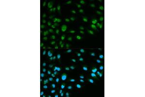 Immunofluorescence (IF) image for anti-Minichromosome Maintenance Complex Component 7 (MCM7) (AA 360-719) antibody (ABIN3021521)