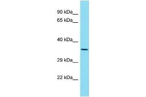 Western Blotting (WB) image for anti-OAF Homolog (OAF) (N-Term) antibody (ABIN2789616)