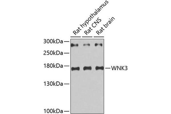 WNK3 antibody