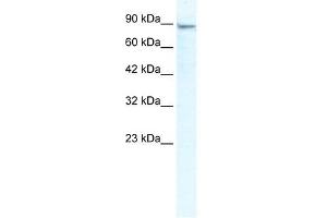 MCM4 antibody used at 2. (MCM4 antibody  (N-Term))