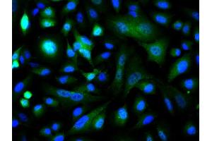 Image provided by One World Lab validation program. (C-JUN antibody  (AA 31-331))