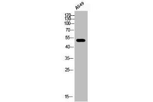 Western Blot analysis of A549 cells using Phospho-ATF-2 (S112) Polyclonal Antibody (ATF2 antibody  (pSer112))