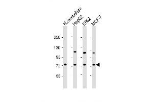 Western Blot at 1:2000 dilution Lane 1: human cerebellum lysate Lane 2: HepG2 whole cell lysate Lane 3: K562 whole cell lysate Lane 4: MCF-7 whole cell lysate Lysates/proteins at 20 ug per lane. (SMPD1 antibody  (C-Term))