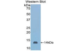 Western Blotting (WB) image for anti-Serum Amyloid A (SAA) (AA 20-122) antibody (Biotin) (ABIN1173882) (SAA antibody  (AA 20-122) (Biotin))