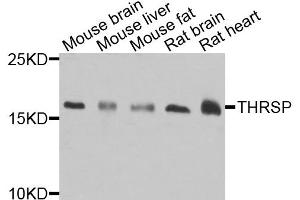 Western blot analysis of extracts of various cell lines, using THRSP antibody (ABIN5974357) at 1/1000 dilution.