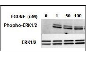 Recombinant human GDNF-Biotin protein induces ERK1/2 MAPK activation in SH-SY5Y cells.