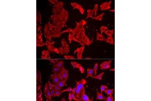 Immunofluorescence analysis of MCF7 cells using SMPX Polyclonal Antibody (SMPX antibody)