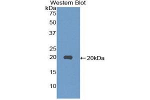Western Blotting (WB) image for anti-Neurotensin (NTS) (AA 21-156) antibody (ABIN1859991) (Neurotensin antibody  (AA 21-156))