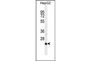 Western blot analysis of CD102/ICAM2 Antibody (Center) in HepG2 cell line lysates (35ug/lane). (ICAM2 antibody  (Middle Region))