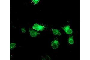 Anti-TPSG1 mouse monoclonal antibody (ABIN2455440) immunofluorescent staining of COS7 cells transiently transfected by pCMV6-ENTRY TPSG1 (RC222359). (TPSG1 antibody  (AA 20-283))