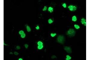 Immunofluorescence (IF) image for anti-Myocyte Enhancer Factor 2C (MEF2C) antibody (ABIN1499362) (MEF2C antibody)
